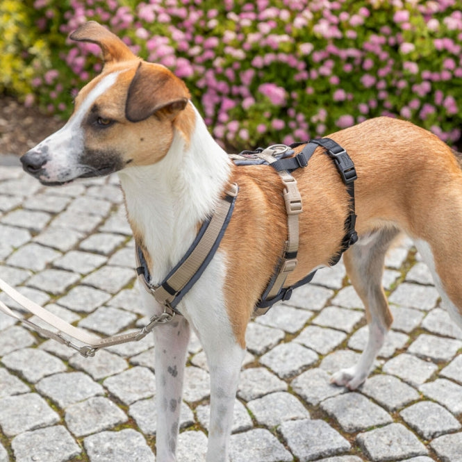 Trixie Paniek-Adapter Stay voor Tuigen - M-L / 46-72 cm