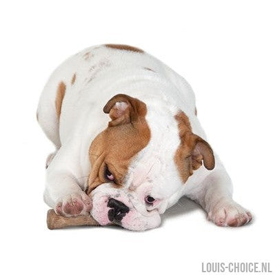 Petstages Dogwood Durable Stick-PETSTAGES-Louis Choice