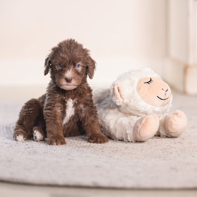Beeztees Puppy Knuffelspeelgoed Bowi