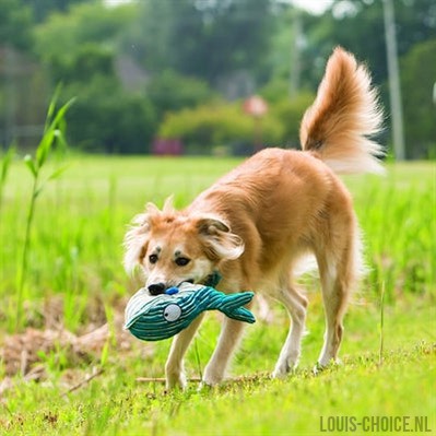 Kong Cuteseas Walvis-KONG-Louis Choice