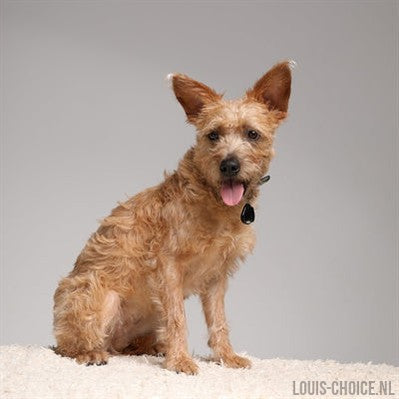 Tickless Teek En Vlo Afweer Voor Hond En Kat Zwart-TICKLESS-Louis Choice