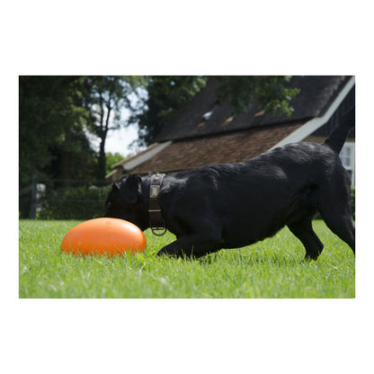 Dog Comets Pan-Stars Drijfei - Oranje / M